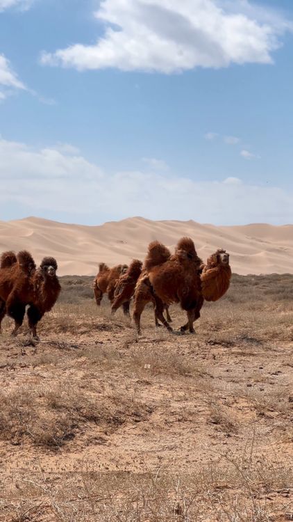 Camel Video Camels in the desert Free Stock Video Footage, Royalty-Free 4K & HD ...