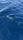 sailfish