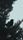 crow