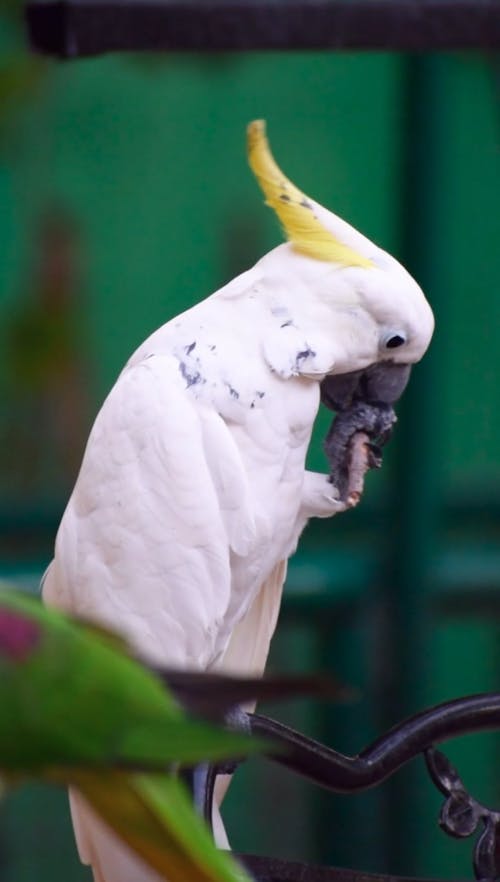 Cockatoo playing around with stick