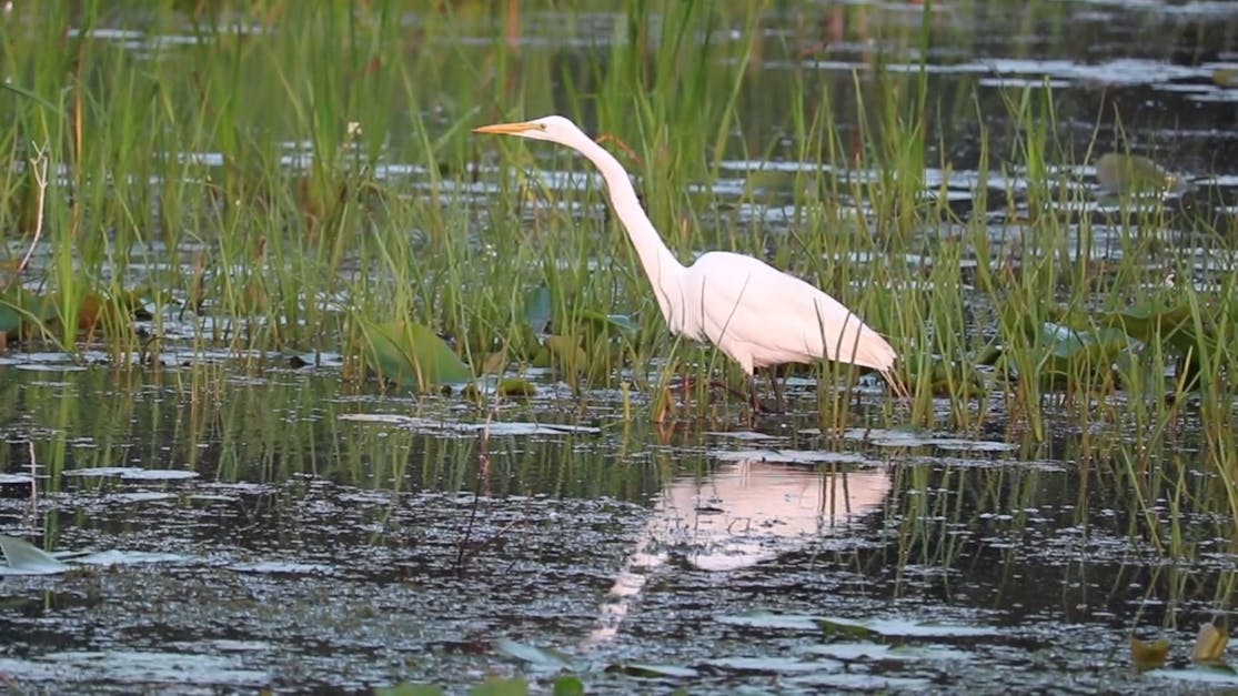 An Egret Walking In A Swamp · Free Stock Video