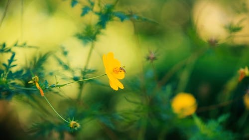 Uma Abelha Em Uma Flor Amarela