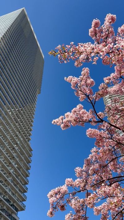 Rin Gakusho's architecture modern video