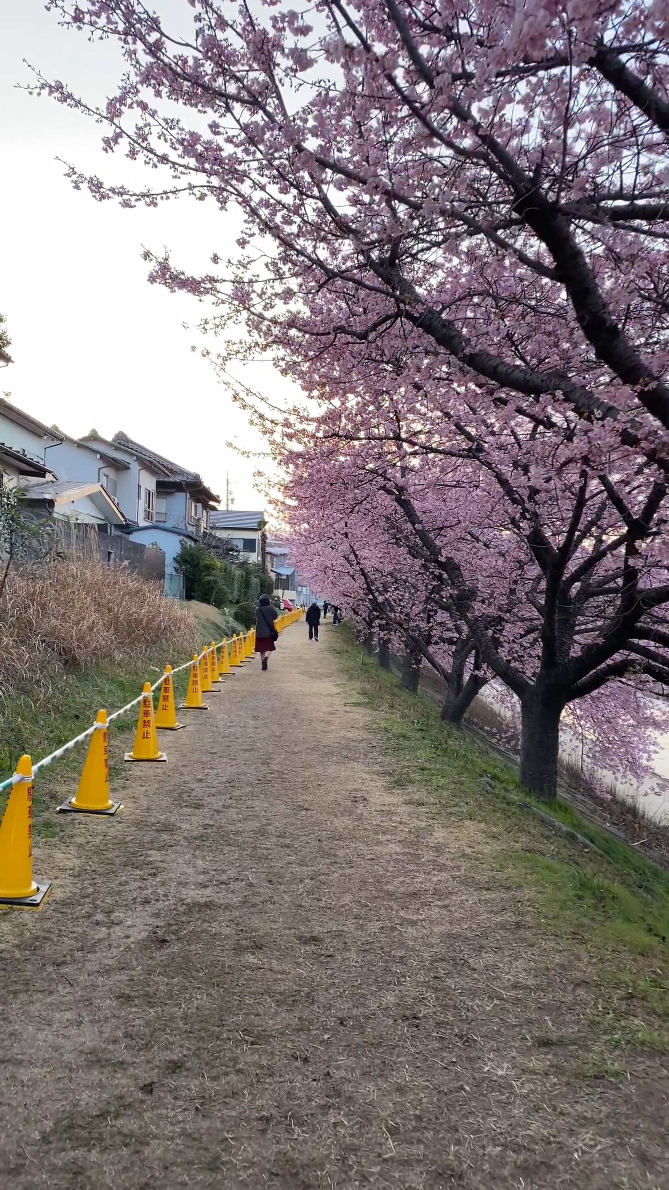 A path with cherry blossoms in the background Free Stock Video Footage ...
