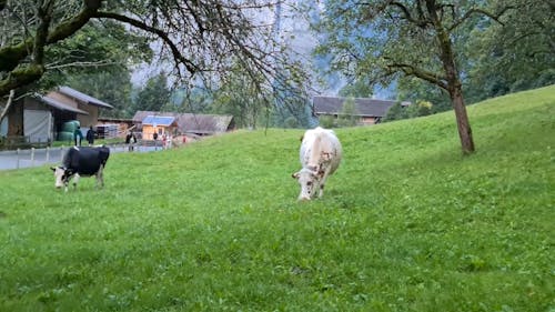 Swiss cows with bells