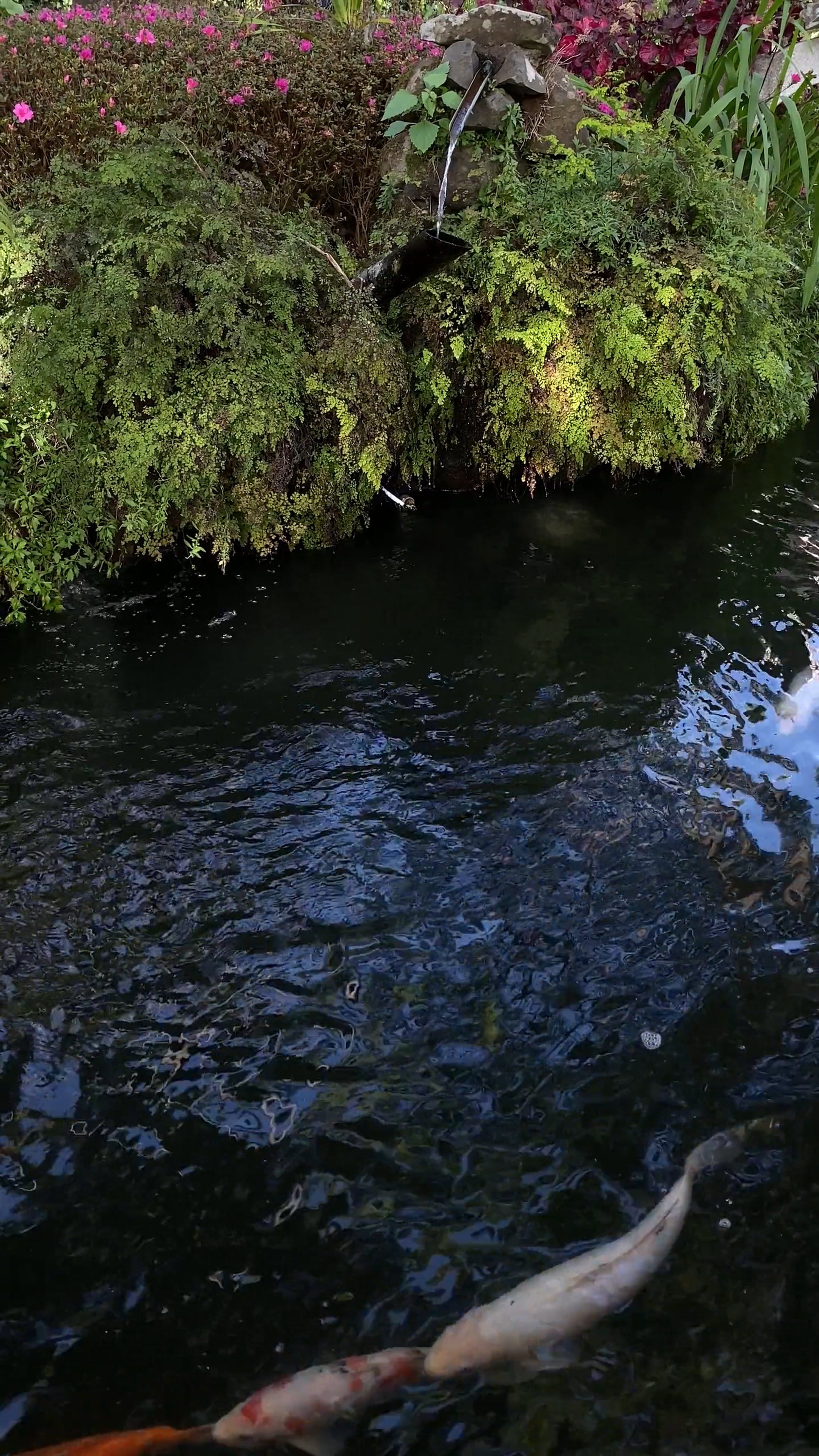 Singular Fish Videos, Download The BEST Free 4k Stock Video Footage ...