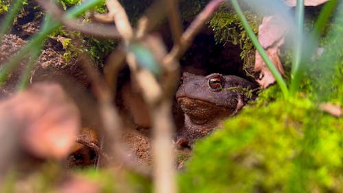 A Frog in the forest