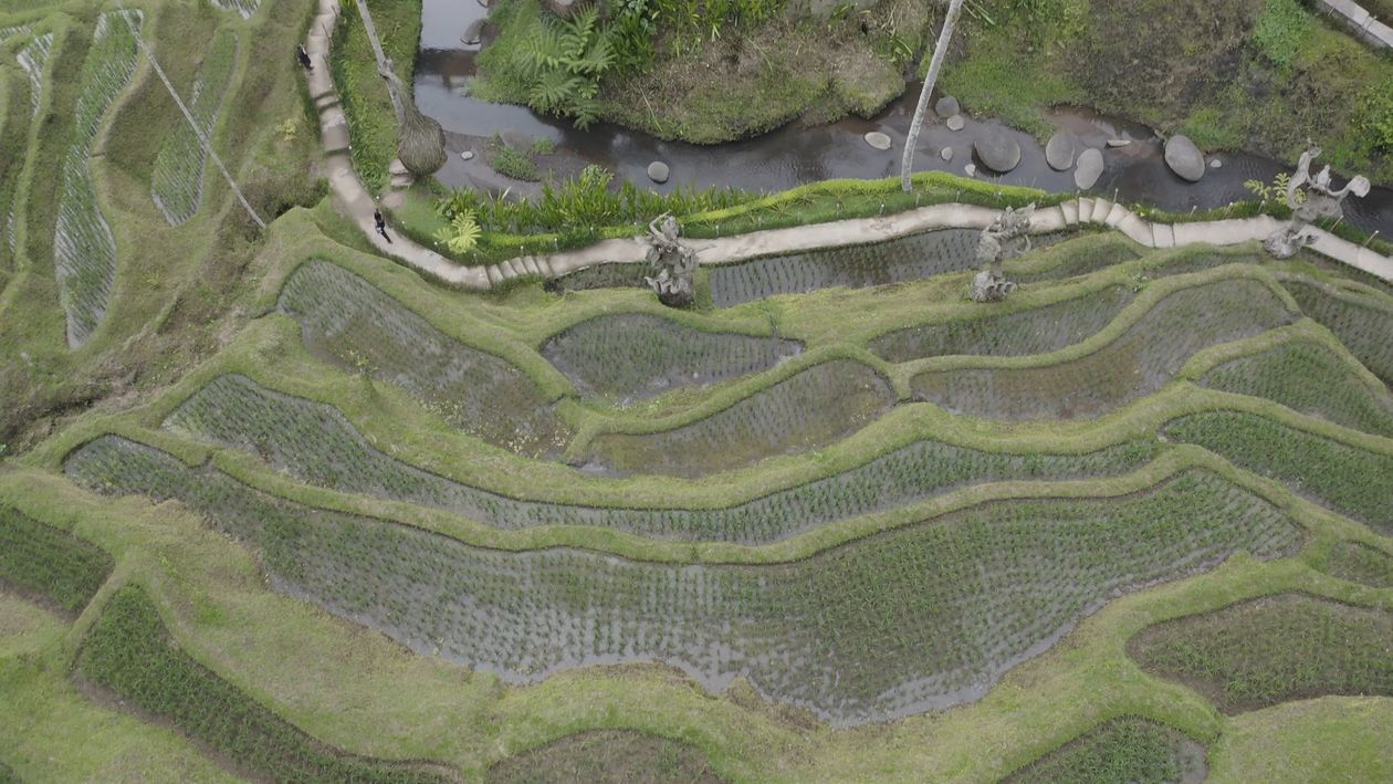 An aerial view of a rice field and a path Free Stock Video Footage ...