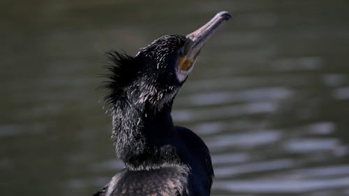  cormorant 