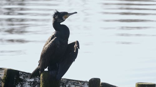  cormorant
