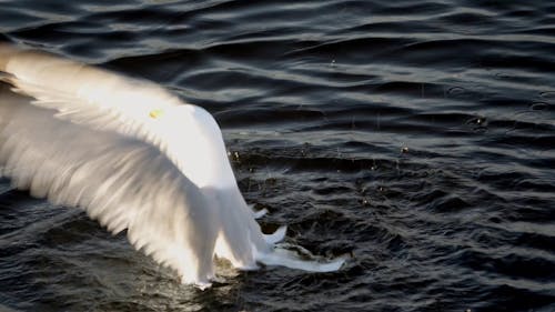 Herring gull splashing on water in the bright sun