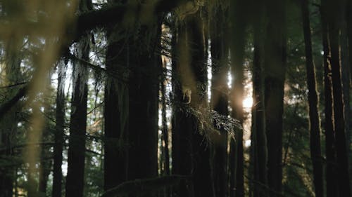 Sunlight Through The Trees In Old Dark Forest