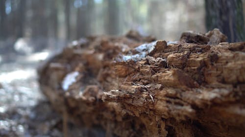 Dead tree log