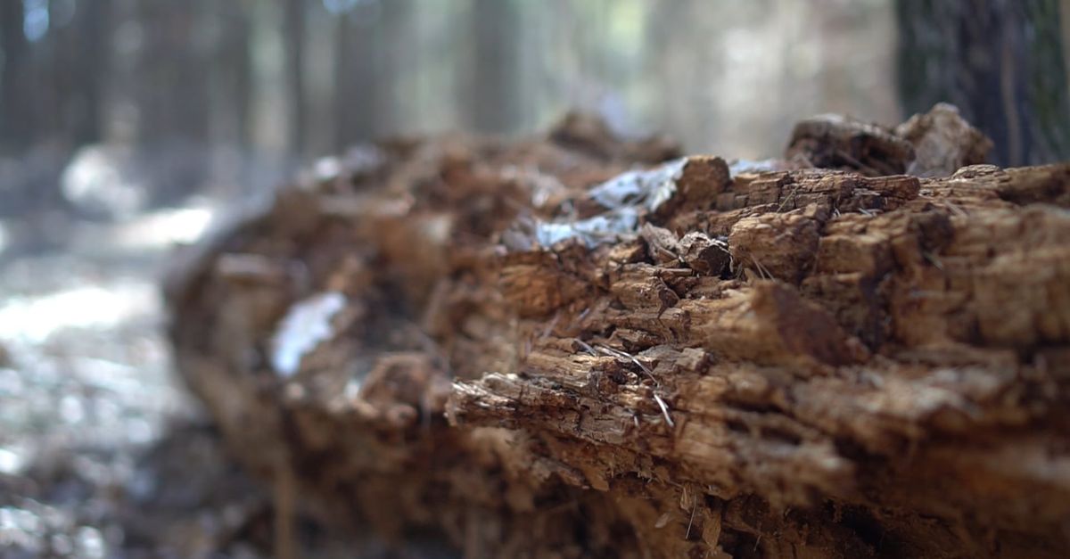 Dead Rimu Log Dead tree log Free Stock Video Footage, Royalty-Free 4K & HD Video Clip
