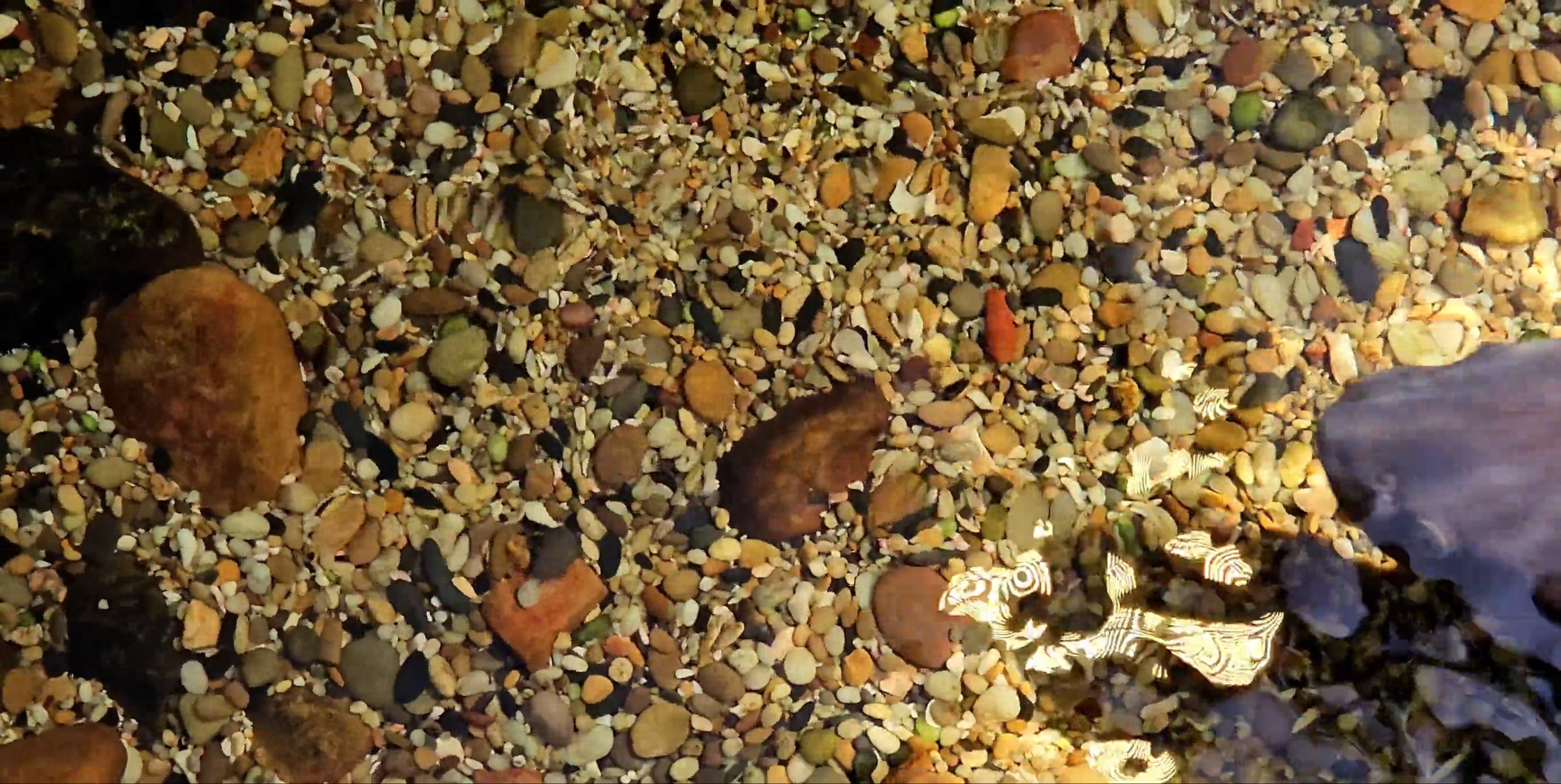 Sealife Wallpaper Videos, Download The BEST Free 4k Stock Video