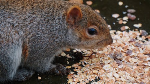 The eastern gray squirrel