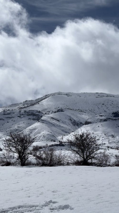 Snowy Landscape