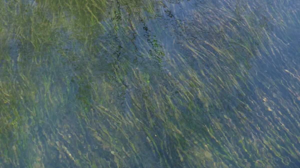 Distorted Lake Distorted Reflection Of Trees On A Calm Lake Surface Free Stock Video ...
