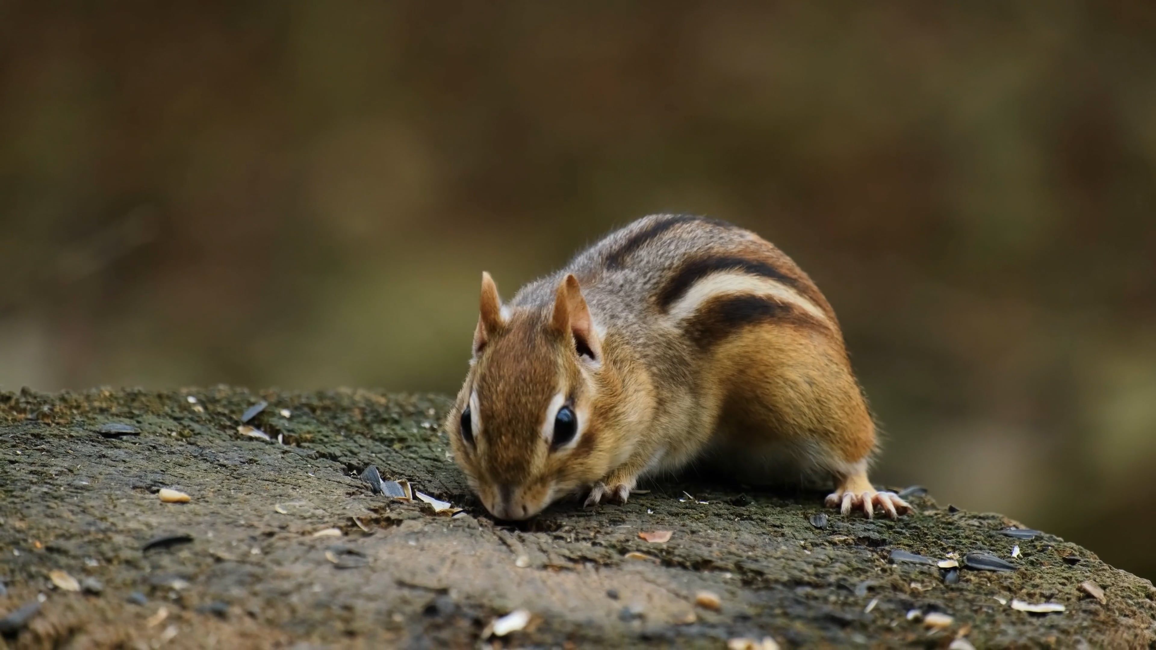 Up-close chipmunk feasting on seeds Free Stock Video Footage, Royalty ...