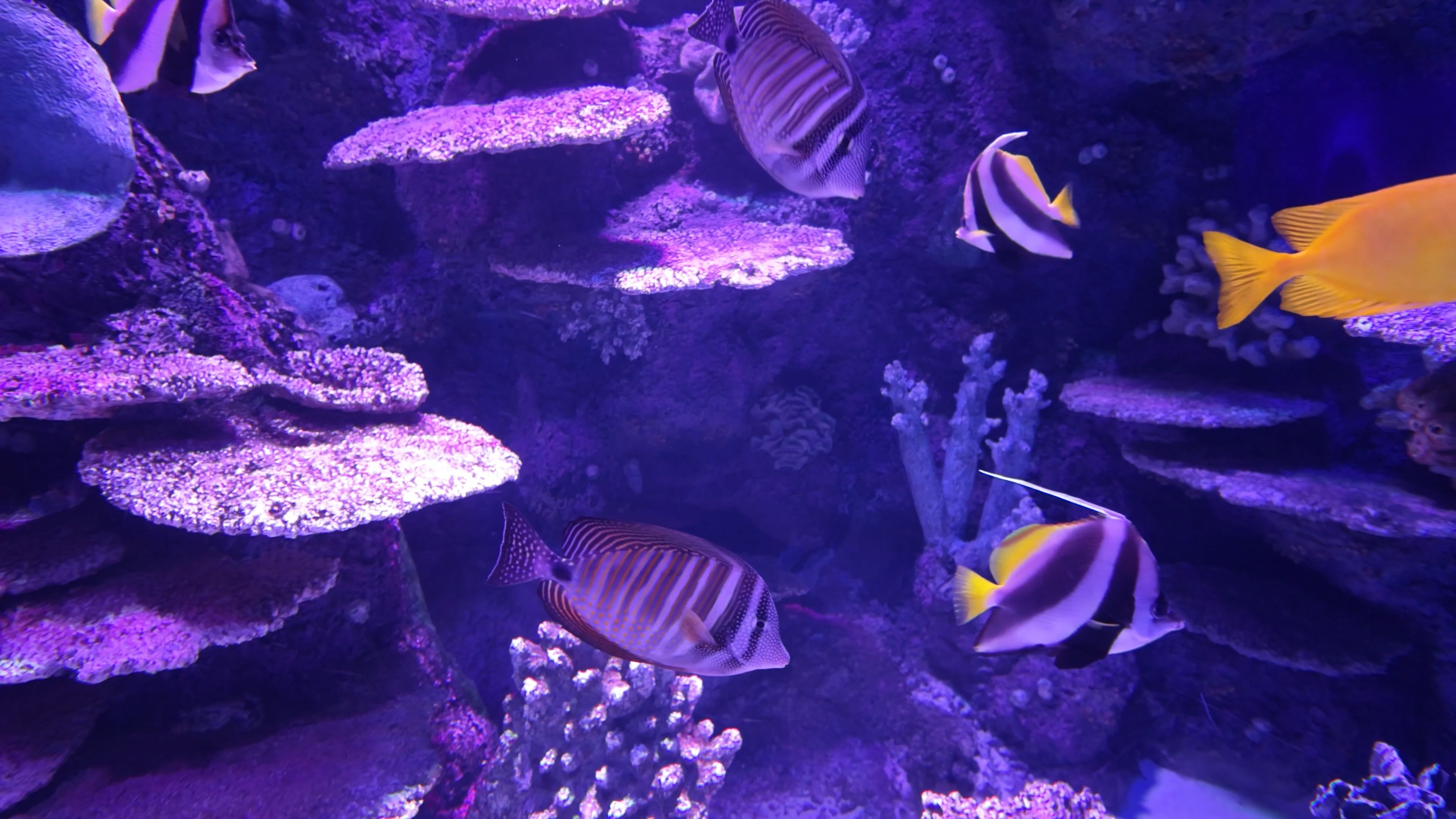 Triggerfish videos download the best free 4k stock video footage