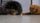 dog cat