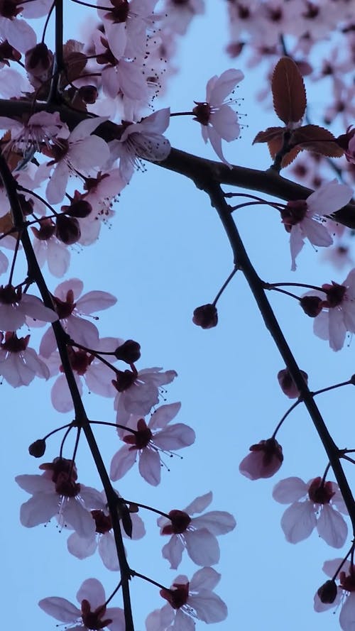 Cherry blossom and the moon