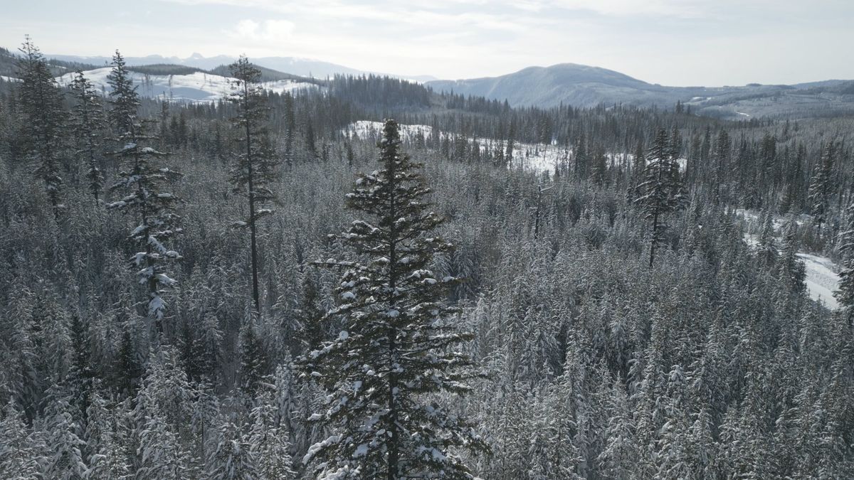 Drone Footage of a Coniferous Forest Covered in Snow Free Stock Video ...