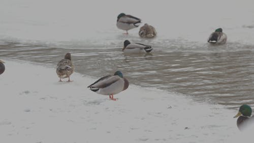 Winter Duck Lake CanonR6 EF70200F4LIS 680