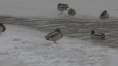 Winter Duck Lake CanonR6 EF70200F4LIS 679