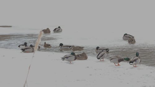 Winter Duck Lake CanonR6 EF70200F4LIS 683