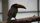 toucan