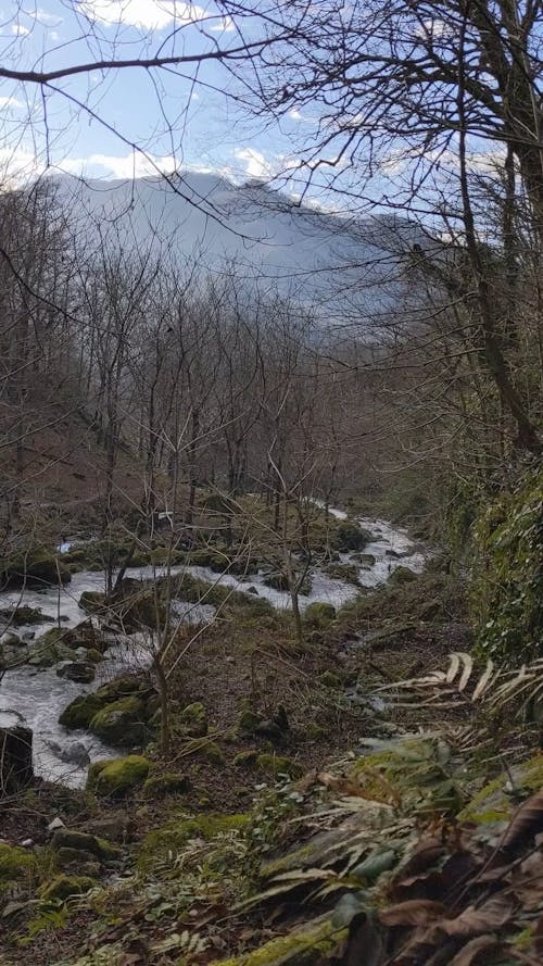 Forest Stream in Early Spring