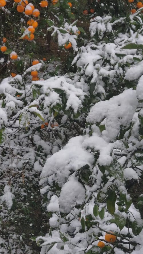 Snow-Covered Citrus Trees in Winter