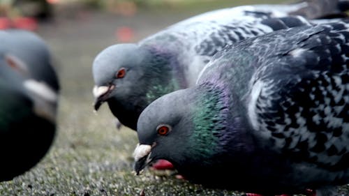 Pigeons feeding 