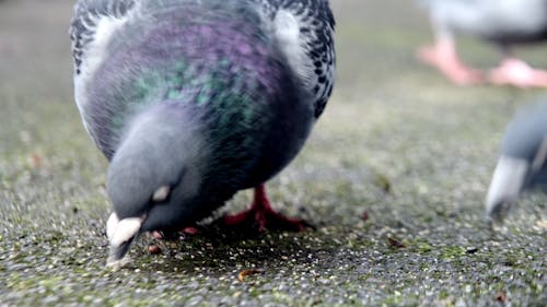 Pigeons eating in the park