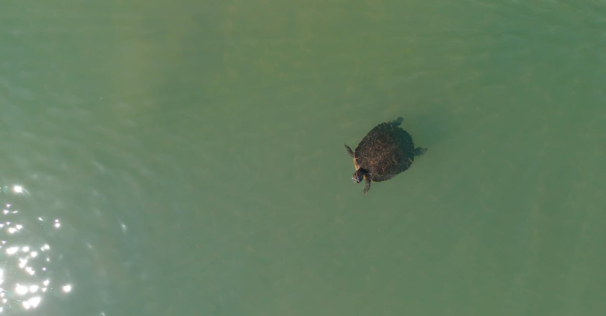 turtle Free Stock Video Footage, RoyaltyFree 4K & HD Video Clip