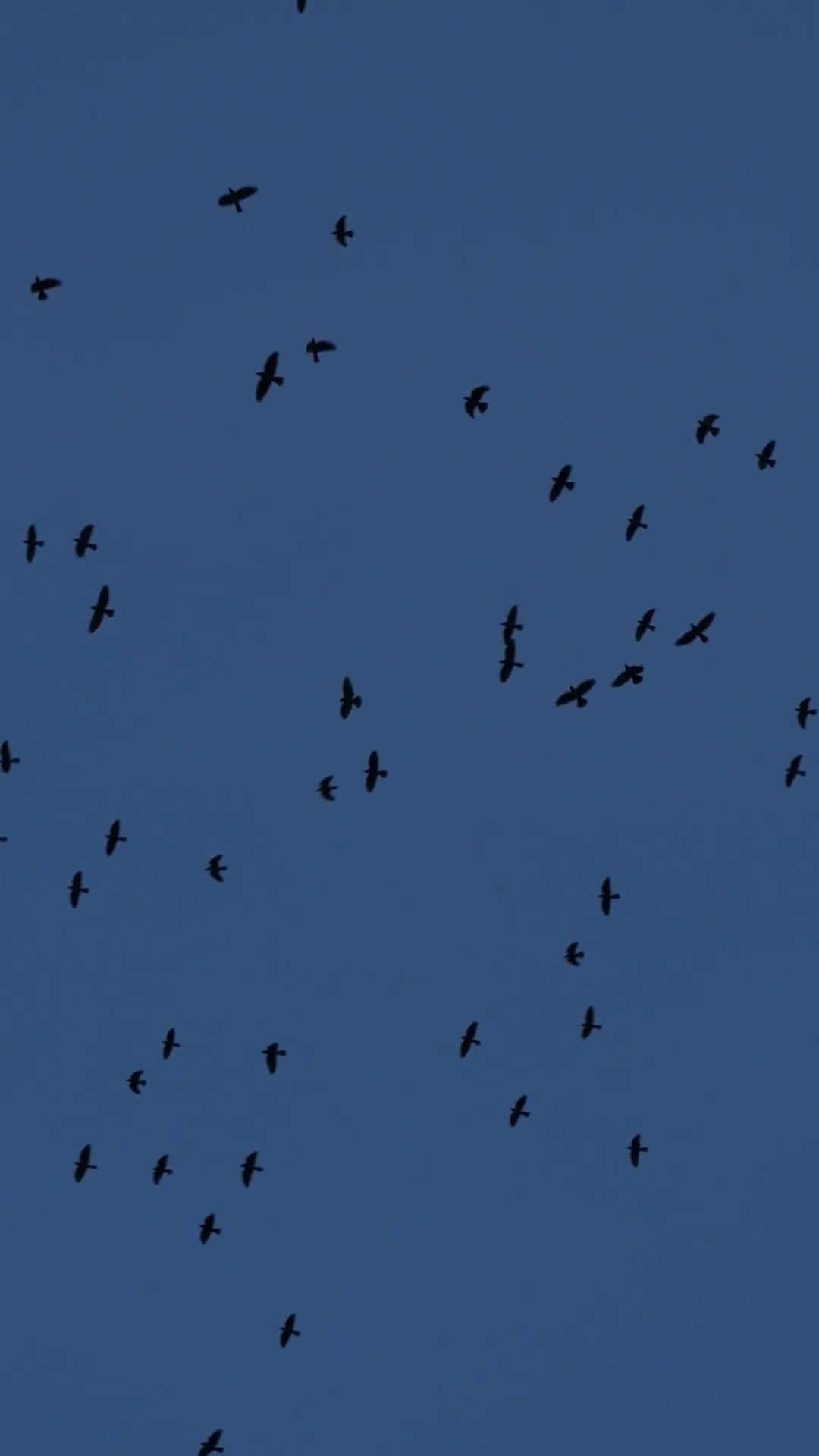 Ird Flying Birds Flying in Slow Motion Free Stock Video Footage, Royalty-Free 4K ...