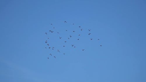 Стая птиц в небе