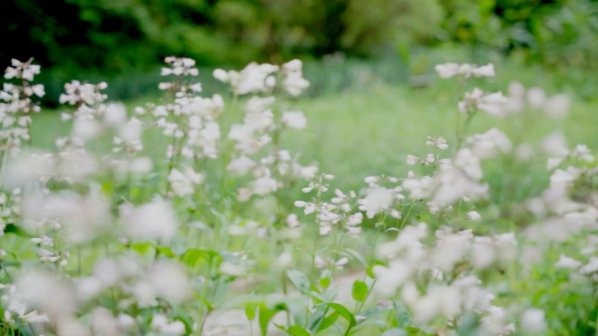 Video by Acres of Film