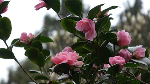 Camellia