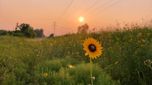 Sunflower In Rural Setting At Sunset In Summer