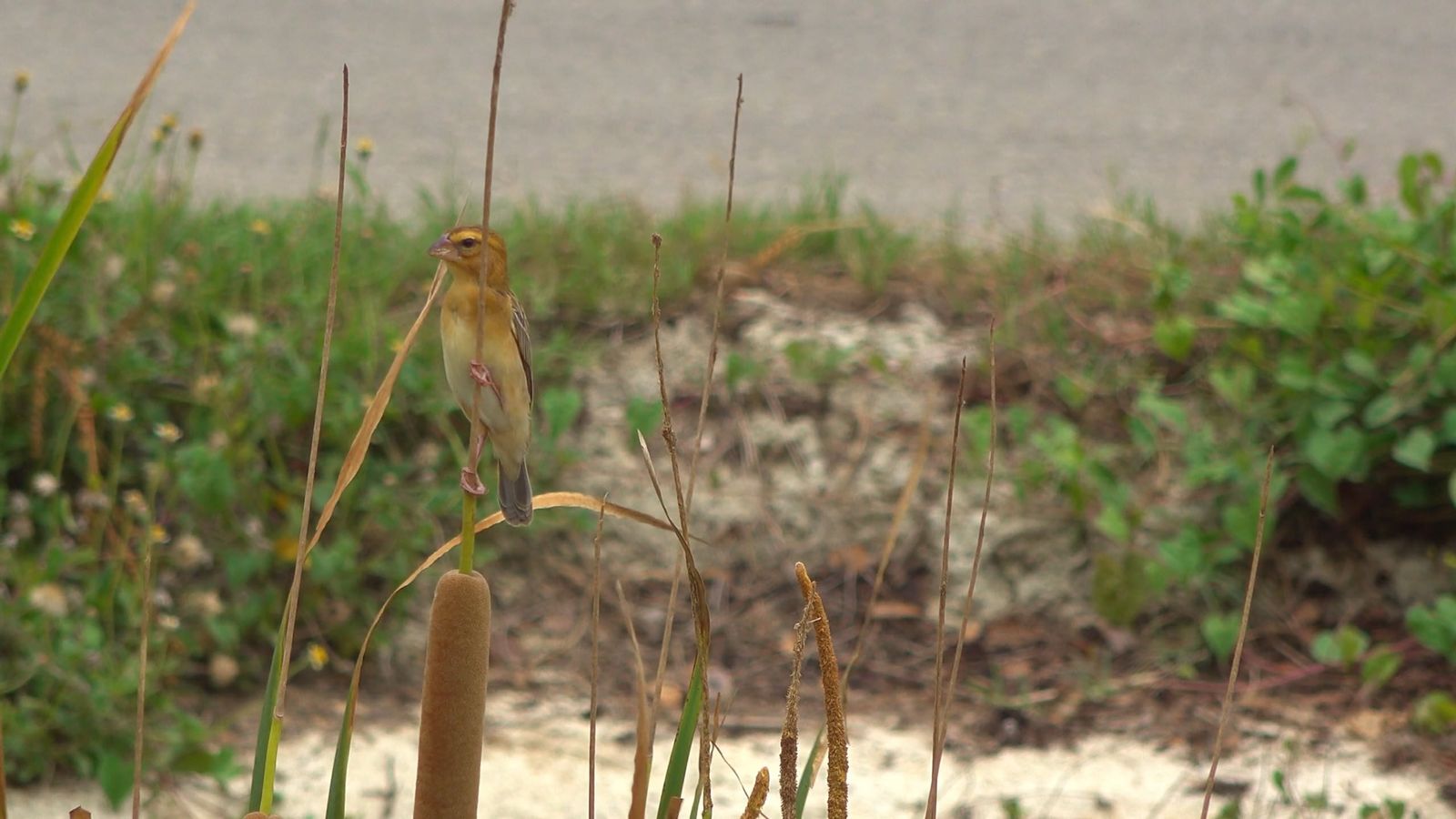 Asian Nature 7 (20) Free Stock Video Footage, Royalty-Free 4K & HD ...