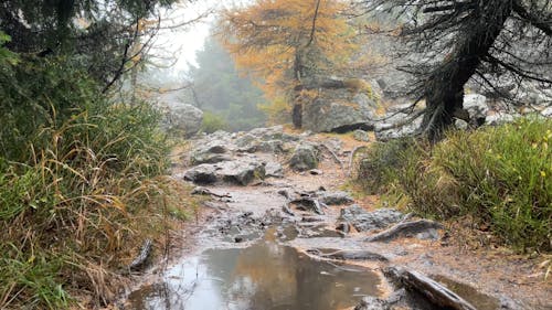 Relaxing Rain on a Mountain Trail. iPhone 12 mini Video.