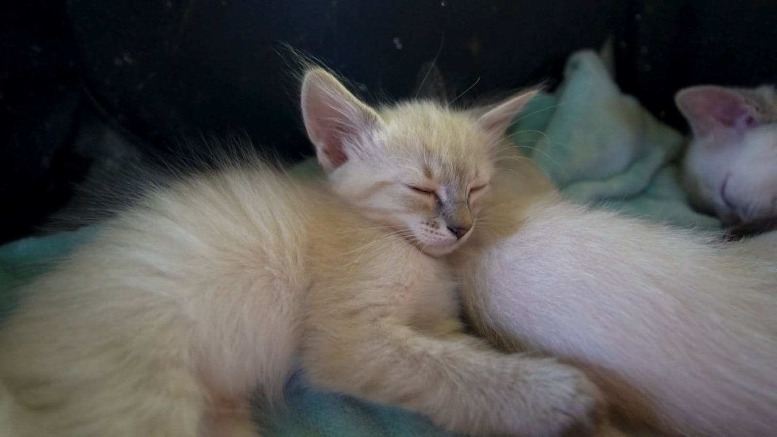 Pet Adoption Center Videos, Download The BEST Free 4k Stock Video ...