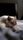 cat sleep