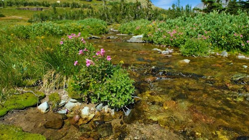 Spring Wildflowers In Summer Alpine Meadow Stream