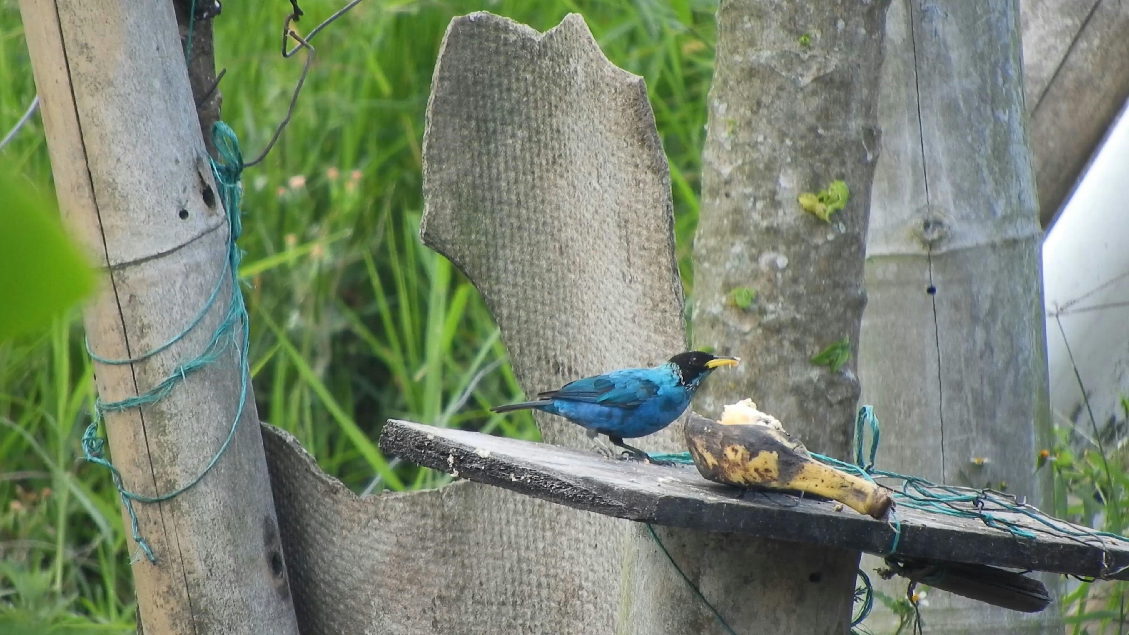 NATURALEZA,AGUA,NUBES,MONTAÑAS,PAJAROS,AVES,COLOMBIA Free Stock Video  Footage, Royalty-Free 4K & HD Video Clip