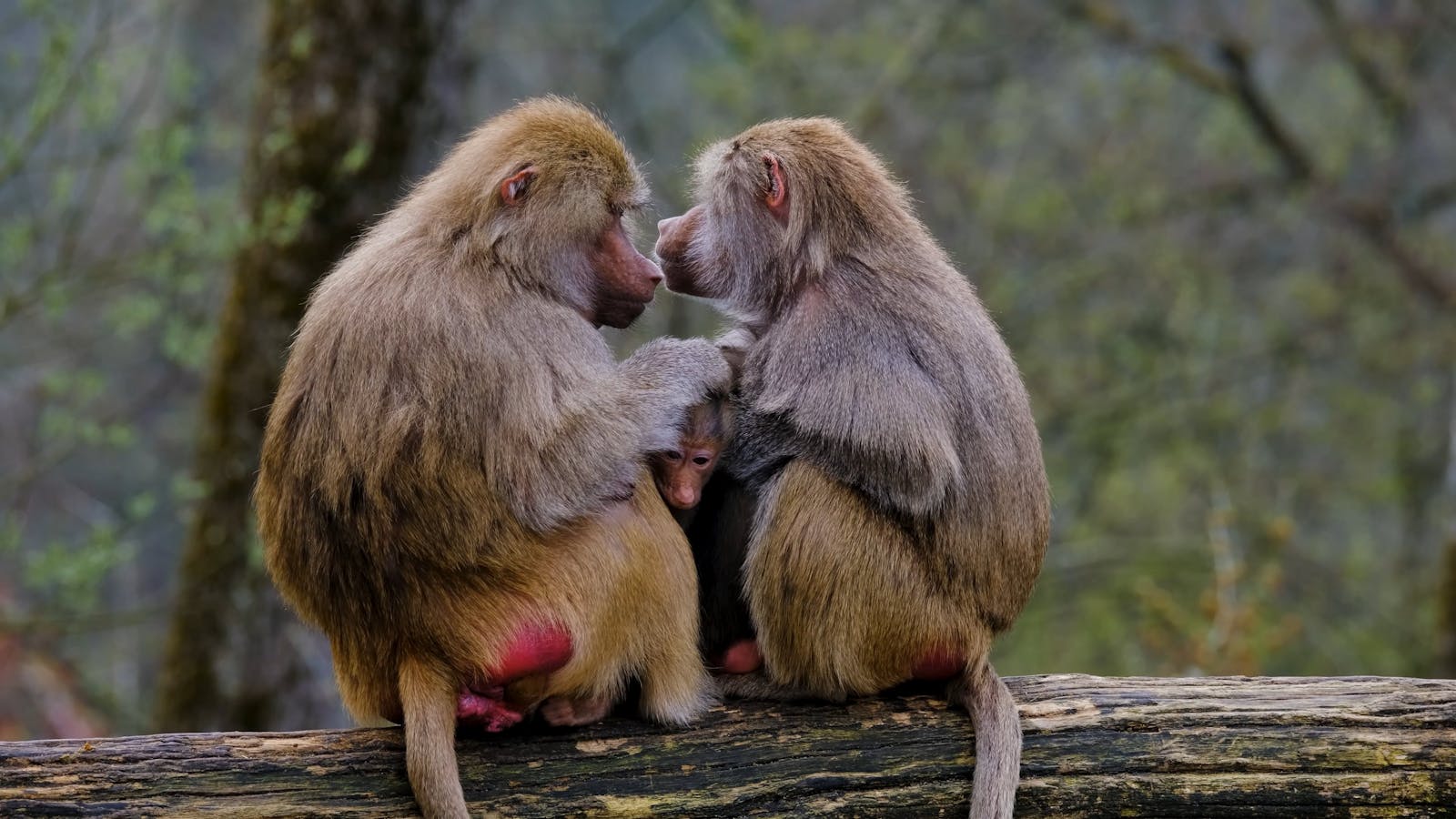  4.211+ Besten Affen lustig Kotsenlose Videos · Lizenzfreie Videos Motiv 