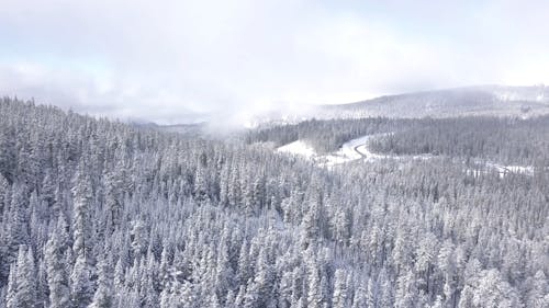 Trees Covered In Snow