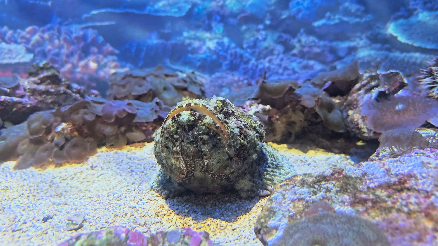 Frogfish Videos, Download The BEST Free 4k Stock Video Footage ...
